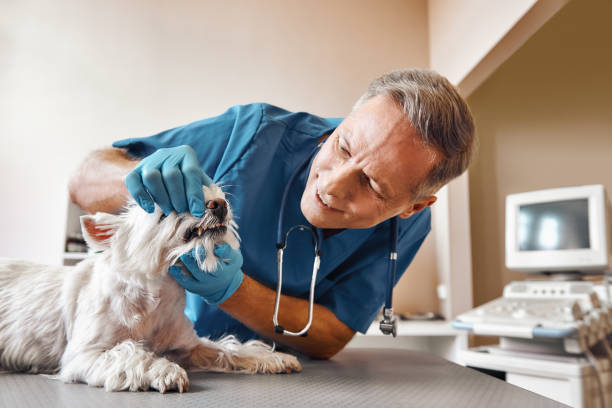 Best Emergency Dental Extractions in Spring Arbor, MI